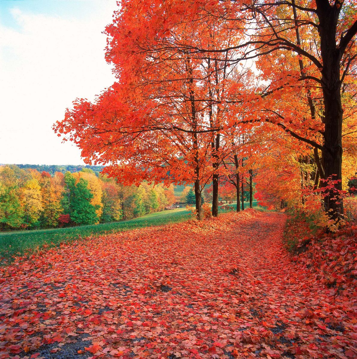 Boy Scout Road in Fall