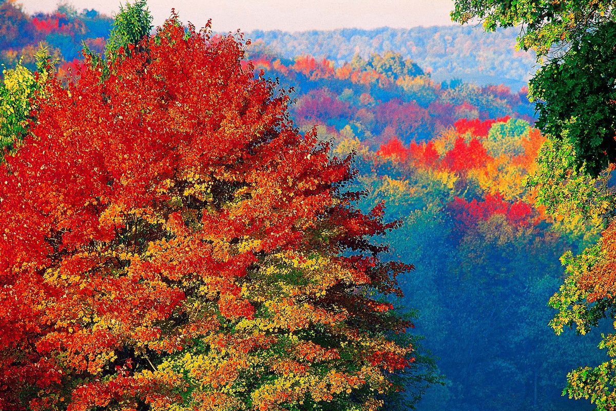 ragersville-fall-leaves.jpg