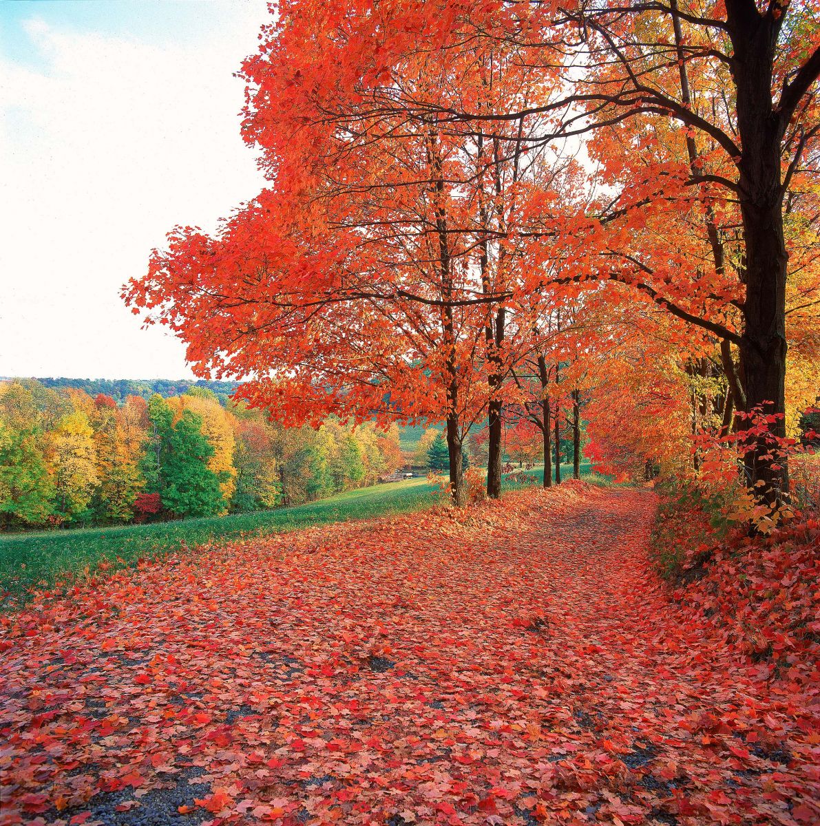 t-county-boy-scout-road-fall.jpg