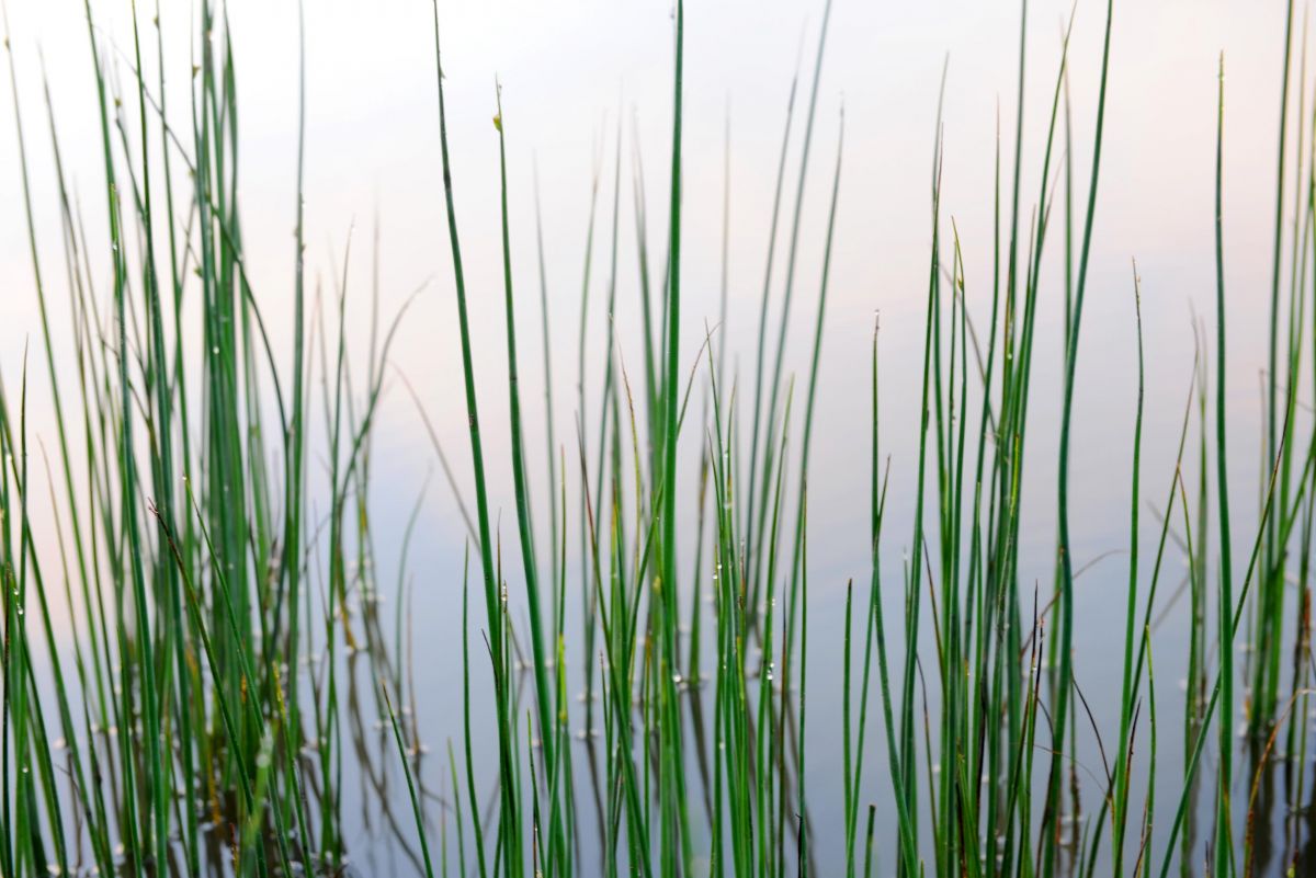 tappan-shore-weeds.jpg